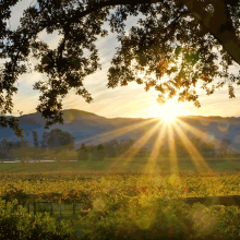 Sunset in napa valley, with the sun between mountain range in the background and a close-up tree.
